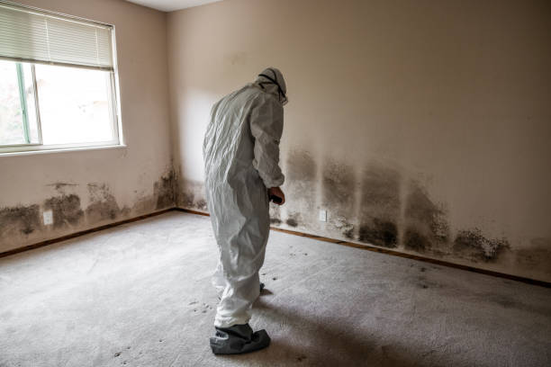 Best Emergency Mold Removal  in Raleigh, NC