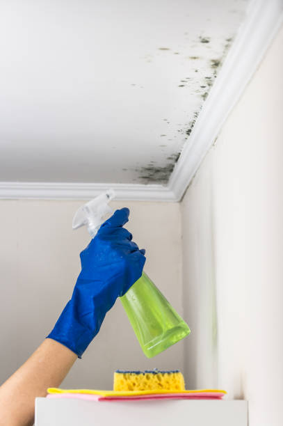 Best Mold Cleaning Services  in Raleigh, NC