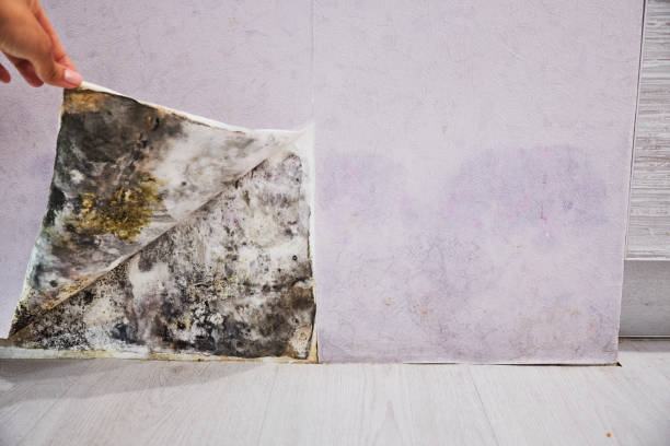 Best Mold Removal Company Near Me  in Raleigh, NC
